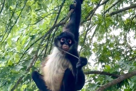 3373ba323b6c89d086c03ee59978a971aac012a4f9309854f6aea4d61ef7d001