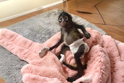 Monkey Rescue_layout images-02